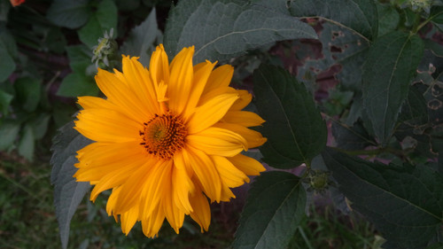 Flower image V171020251624 N155