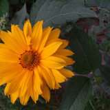 Flower image V171020251624 N155