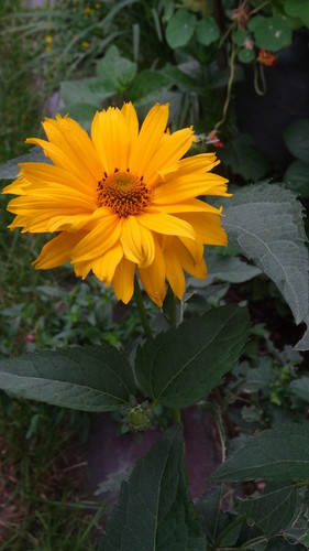 Flower image V171020251624 N156