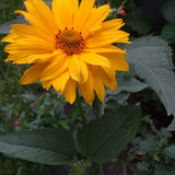 Flower image V171020251624 N156