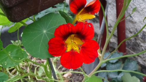 Flower image V171020251624 N151