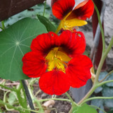 Flower image V171020251624 N151