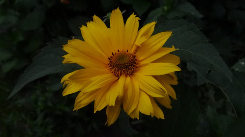 Flower image V171020251624 N138