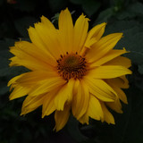 Flower image V171020251624 N138