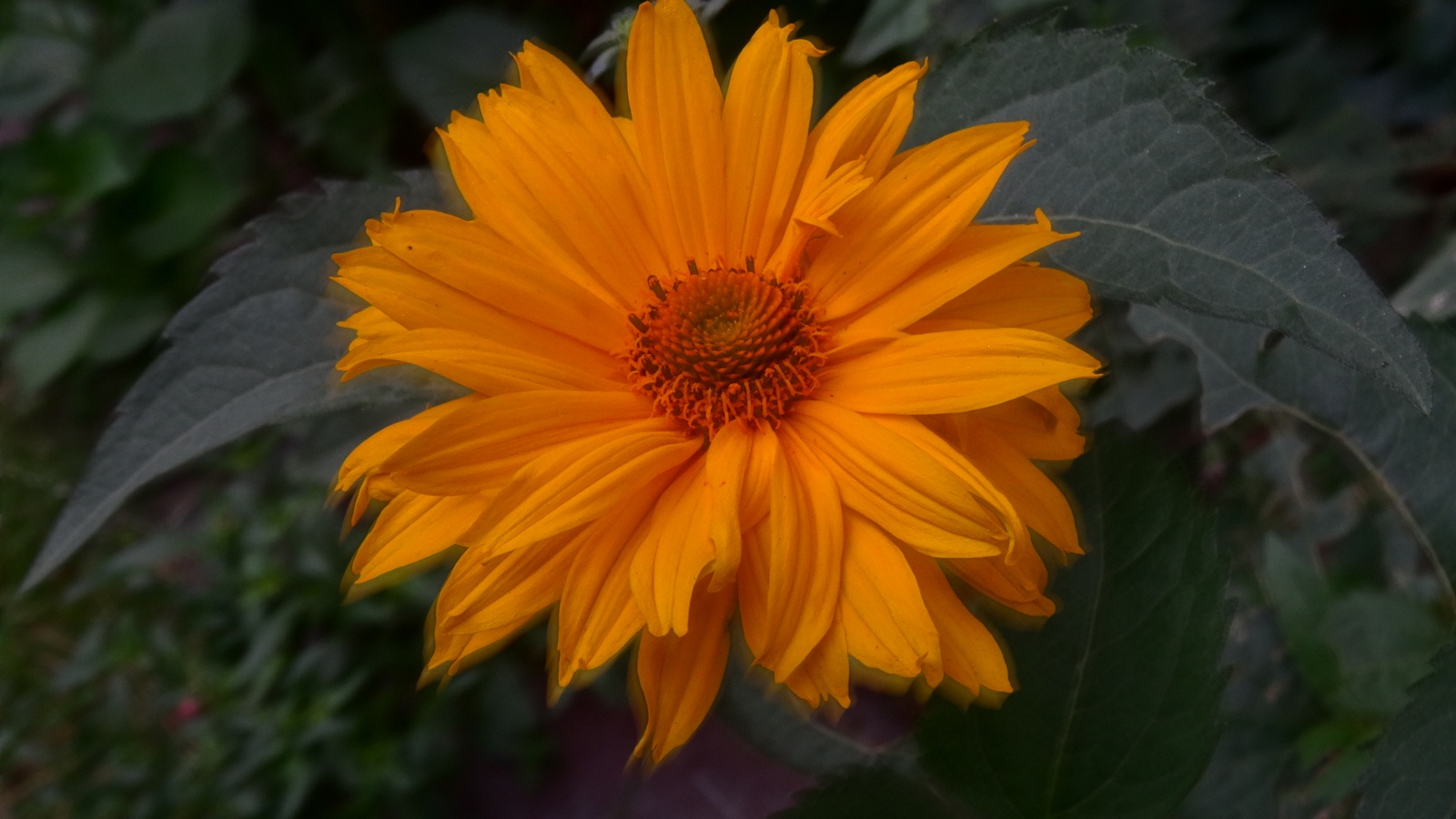 [Image: KvlqgK7.jpg]