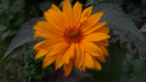 Flower image V171020251624 N162