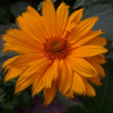 Flower image V171020251624 N162