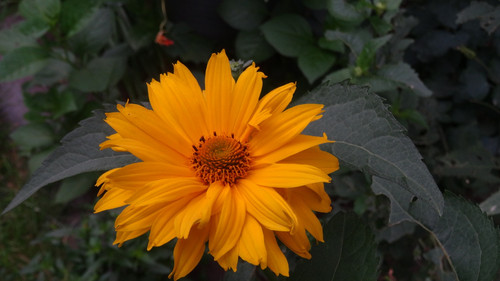 Flower image V171020251624 N157