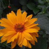 Flower image V171020251624 N157