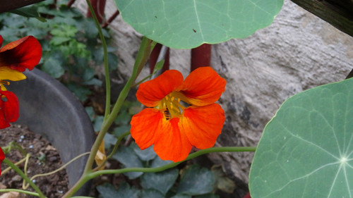 Flower image V171020251624 N152