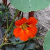 Flower image V171020251624 N152