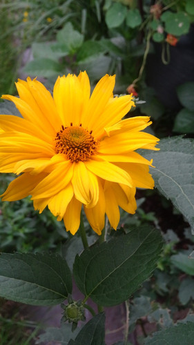 Flower image V171020251624 N144