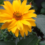 Flower image V171020251624 N144