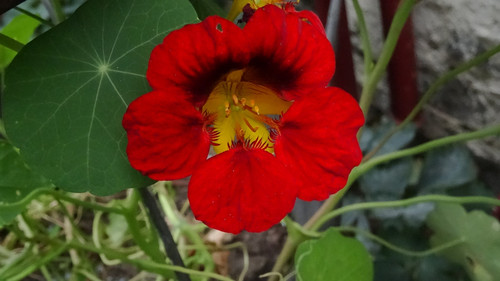 Flower image V171020251624 N142