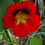 Flower image V171020251624 N142