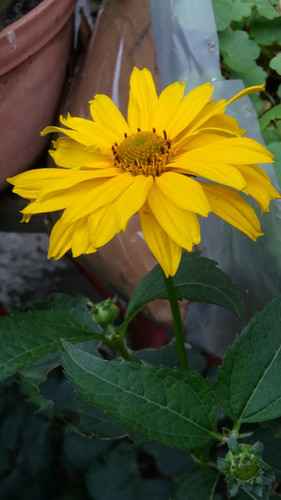 Flower image V171020251624 N165