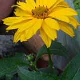 Flower image V171020251624 N165