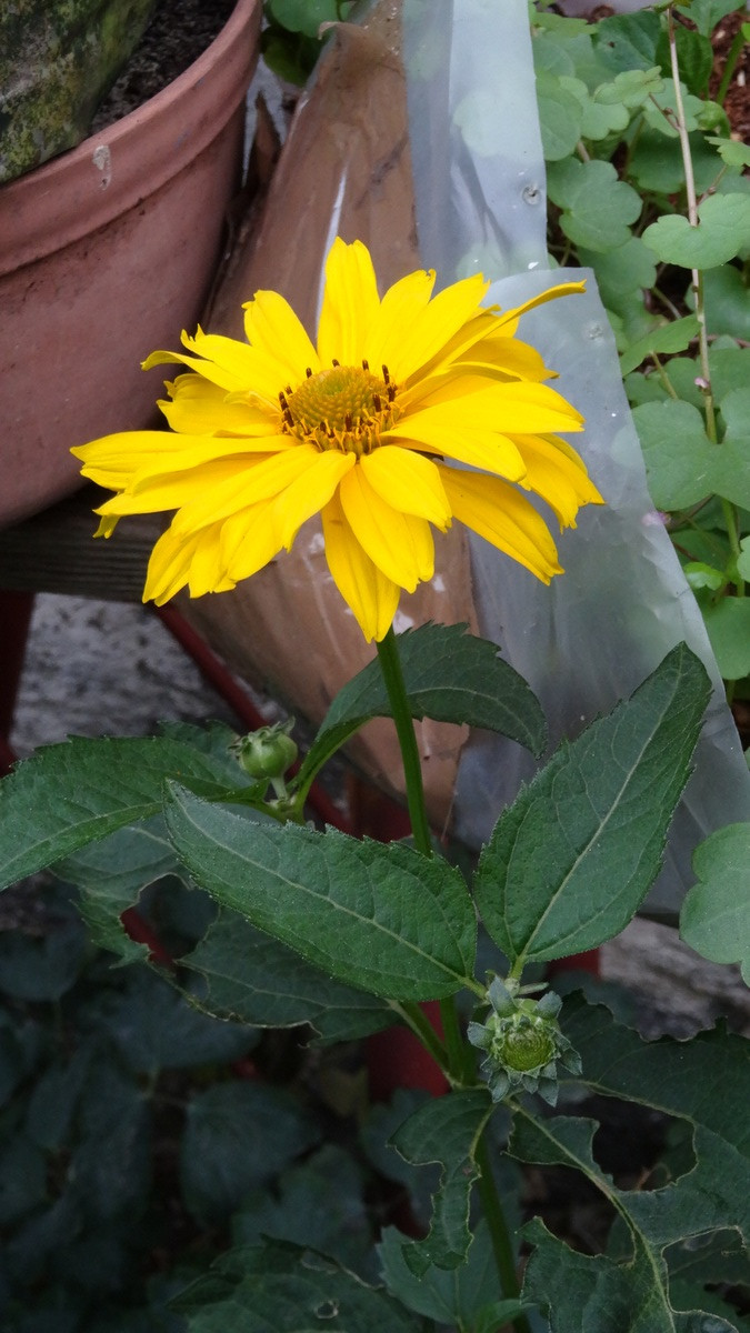 [Image: Kvlqu6P.jpg]