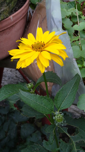 Flower image V171020251624 N148