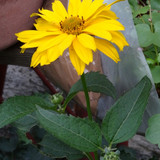 Flower image V171020251624 N148