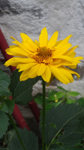 Flower image V171020251624 N158