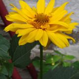 Flower image V171020251624 N158