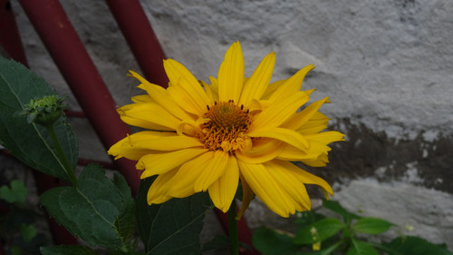 Flower image V171020251624 N145