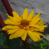 Flower image V171020251624 N145