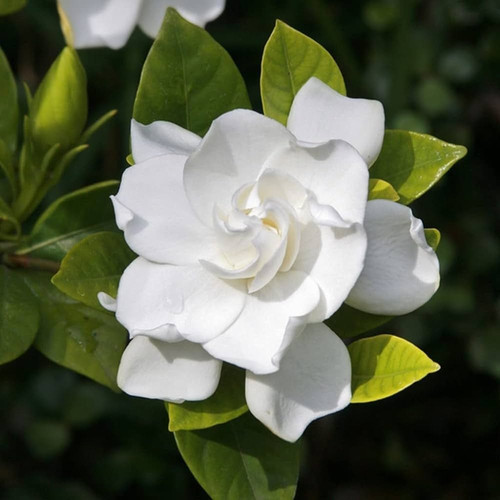 gardenia jasminoides flower.jpg