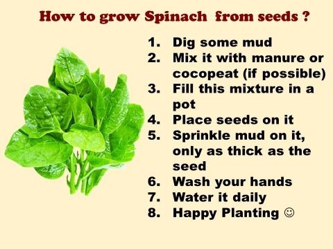300 high quality spinach palak v.jpg