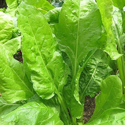 300 pua 6a desi leafy spinach pa.jpg