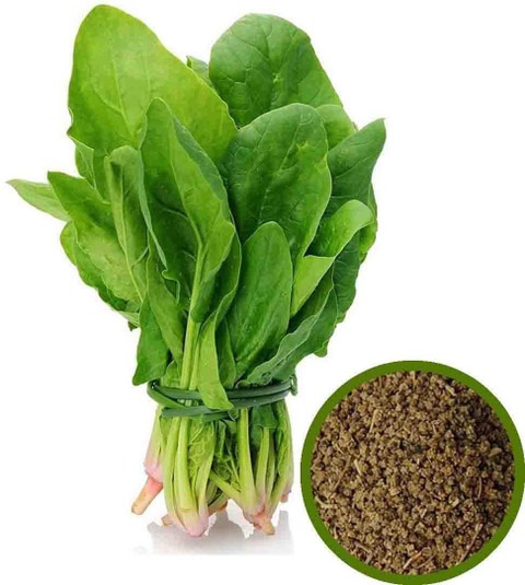 100 palak spinach seeds with fre.jpg