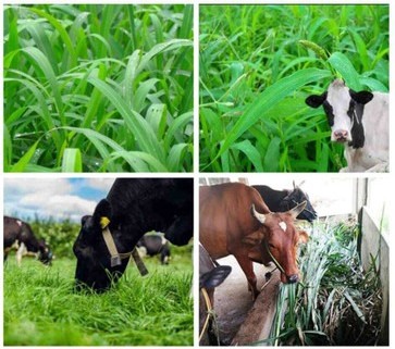 500 malai makhan grass seeds 500 (1).jpg