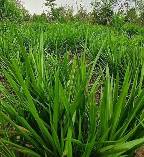 613nQhc58mL. UF1000,1000 QL80.jpg