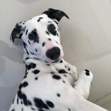 Design sem nome (80).png