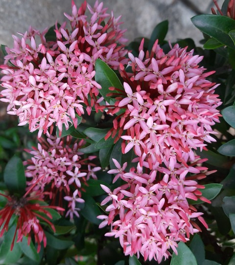 pink dwarf ixora pink idly poo l.jpg