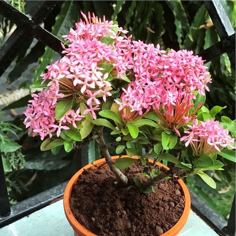 perennial no yes ixora mini plan.jpg