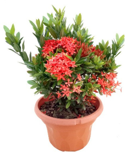 no perennial yes ixora rongona j.jpg