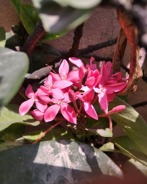 no perennial yes trothic ixora c (1).jpg