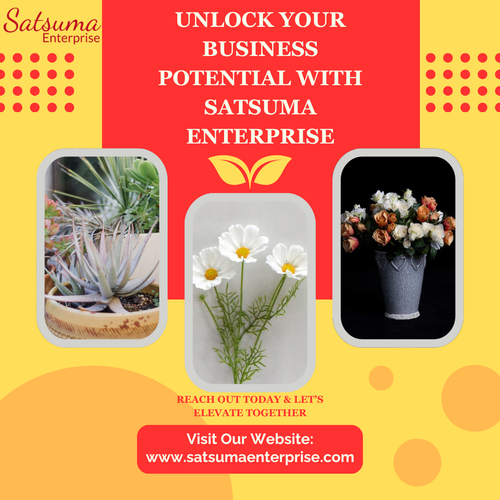 Unlock Your Business Potential with Satsuma Enterprise.png