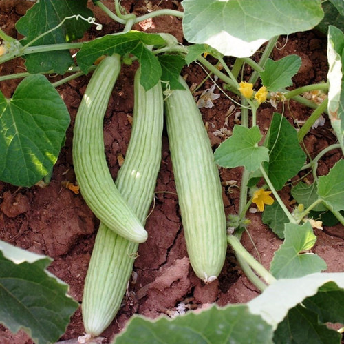 71p0gwY+FKL. AC SL1300 .jpg