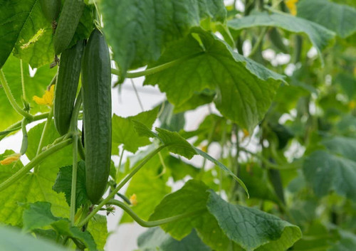 61OWAxHavnL. SL1024 .jpg