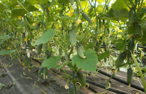 71ey+NghloL. AC SL1200 .jpg