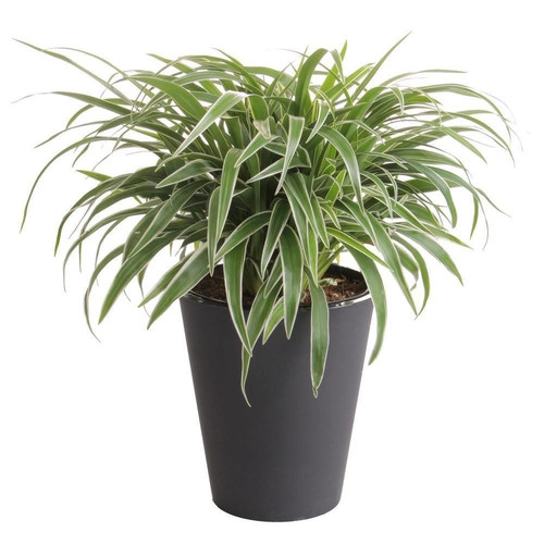 spider plants.jpg