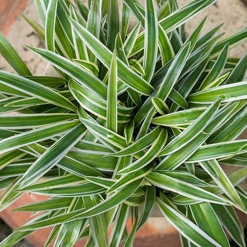 variegated spider plant chloroph.jpg