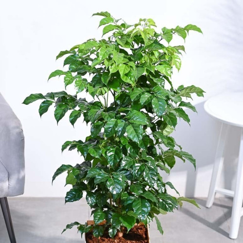 china doll plant.jpg
