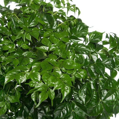 house plants chidoll6x1 c3 600.jpg