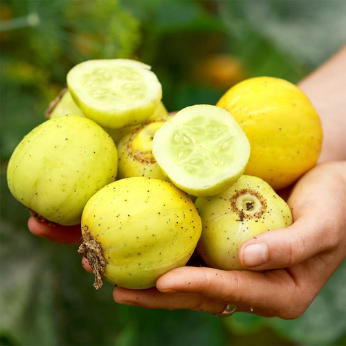 61Y3D 1a2nL. AC SL1000 .jpg