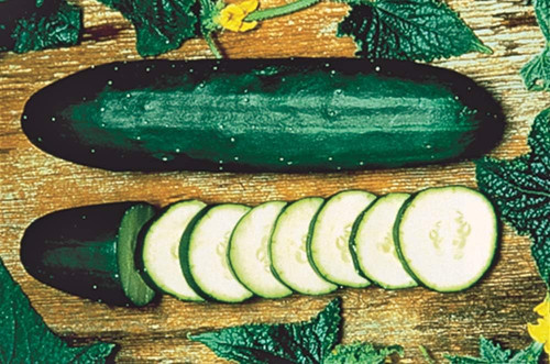 61FjX0JbwzL. AC SL1000 .jpg