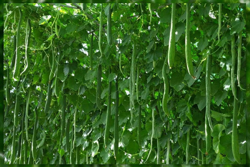 713zWf4VgKL. AC SL1200 .jpg